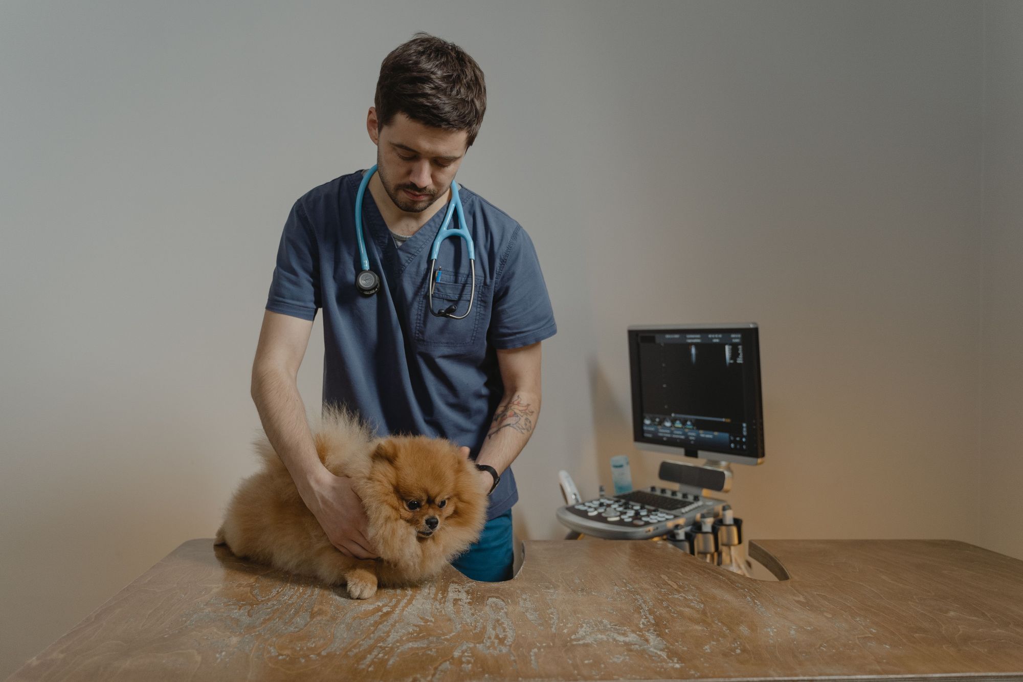 técnico com curso de auxiliar de veterinária a cuidar de um cão numa clínica