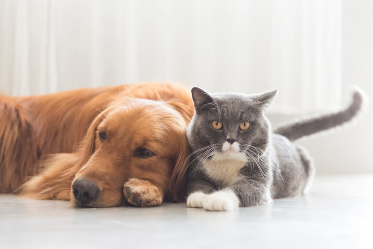 Cão e gato deitados juntos