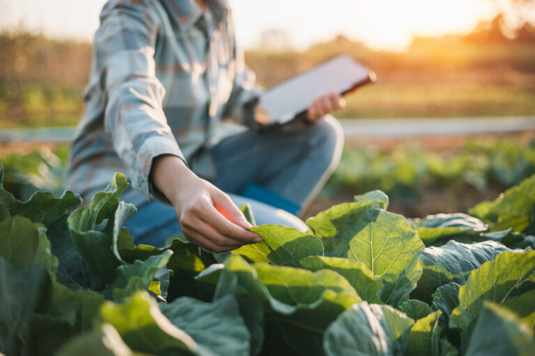Operador agrícola a inspecionar culturas com um tablet no campo