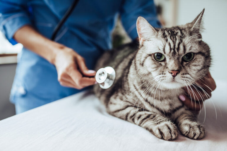 Auxiliar de veterinária a auscultar um gato com estetoscópio